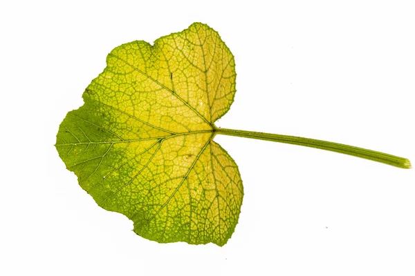 Green Leaf White Background — Stock Photo, Image