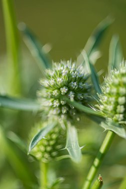 Bahçede eryngium çiçeği