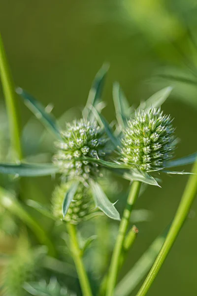 Kwiat Erygium Ogrodzie — Zdjęcie stockowe