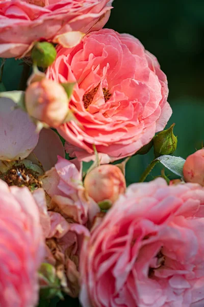 Rózsaszín Rózsák Kertben — Stock Fotó