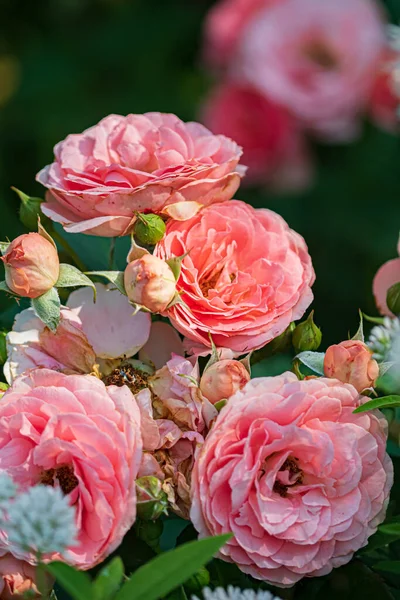 Pink Roses Garden — Stock Photo, Image