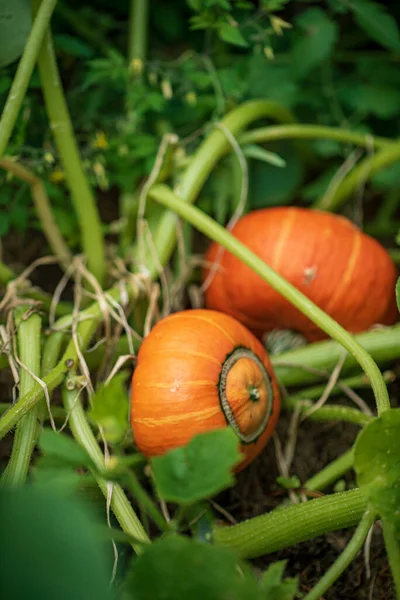 Pumpkin Organic Garden — Stock Photo, Image