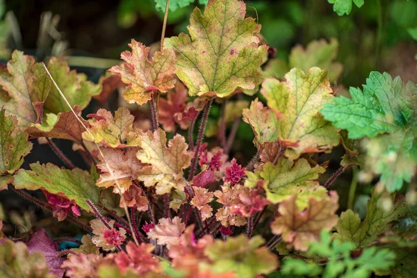 Heldere Veelkleurige Heuchera Bloemen Bloeien Een Gestructureerde Achtergrond — Stockfoto