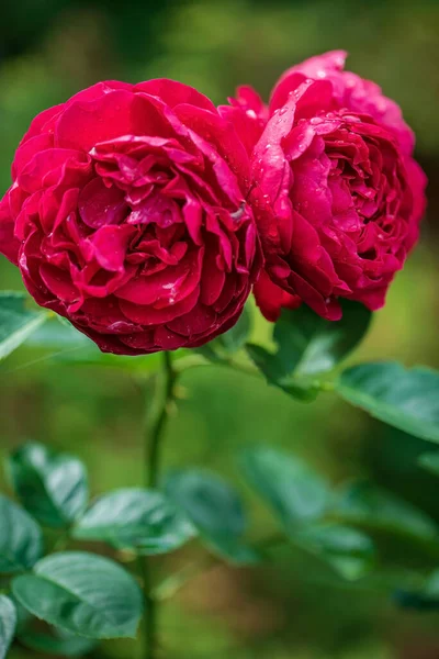 Roses Rouges Dans Jardin — Photo