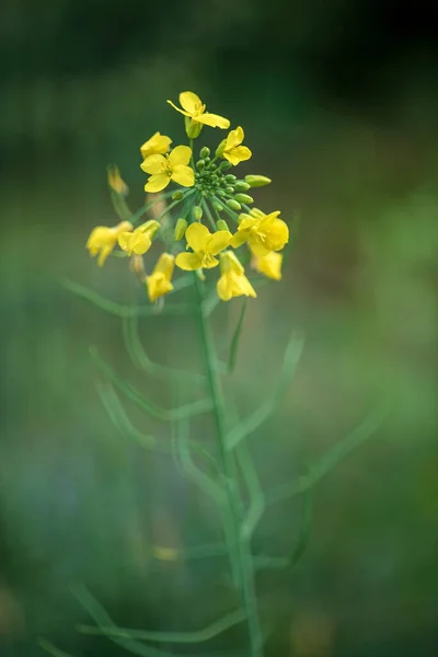 Fleur Chou Dans Jardin Bio — Photo