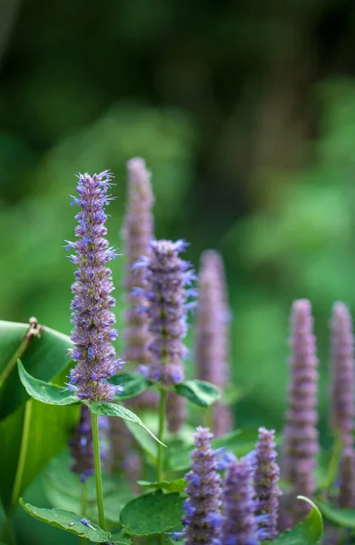 Schöne Lila Staudenfenchel Foeniculum Oder Agastache Blume Sommergarten — Stockfoto