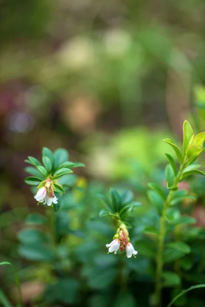Bahçedeki Kızılcık Çiçeği — Stok fotoğraf