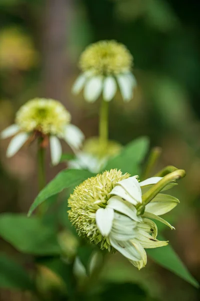 Fehér Echinacea Virágok Kertben — Stock Fotó