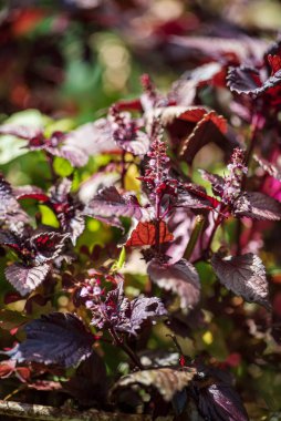Bahçede yetişen bitkiler, yakın.