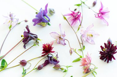  Beyaz arka planda izole edilmiş çiçek yaprakları ve aquilegia vulgaris.