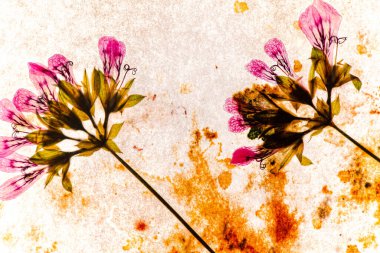 Kuru çiçekler beyazın üzerinde