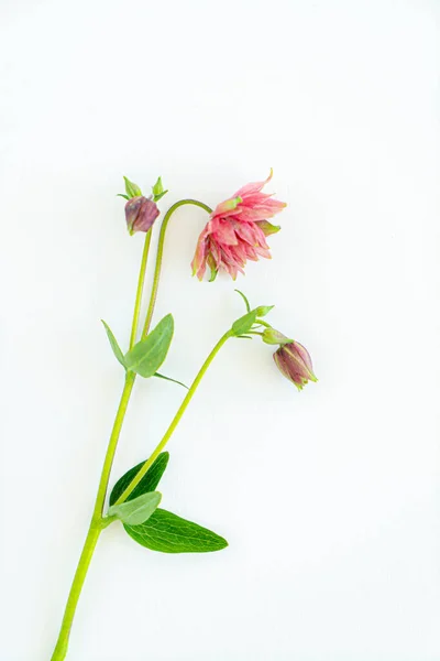 花花瓣和水仙花 在白色背景下被隔离 — 图库照片