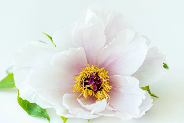 Kwiat Piwonii Białym — Zdjęcie stockowe