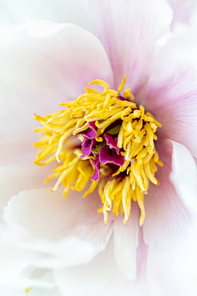 Pfingstrose Blume Auf Dem Weißen — Stockfoto