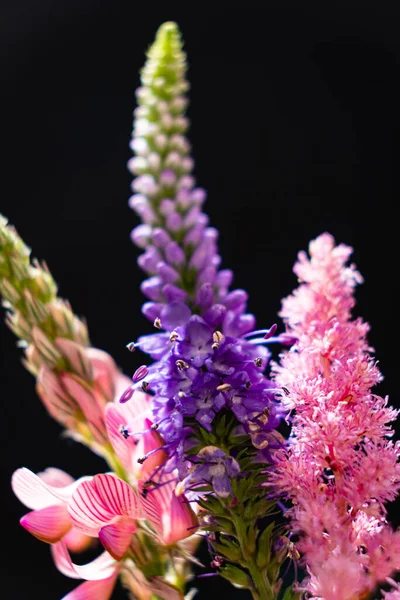 Flores Colores Sobre Fondo Negro — Foto de Stock