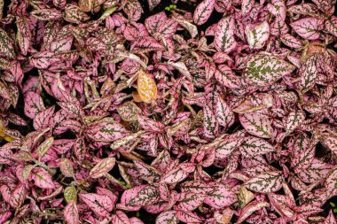 Pembe yapraklar arka plan, doğa bileşimi