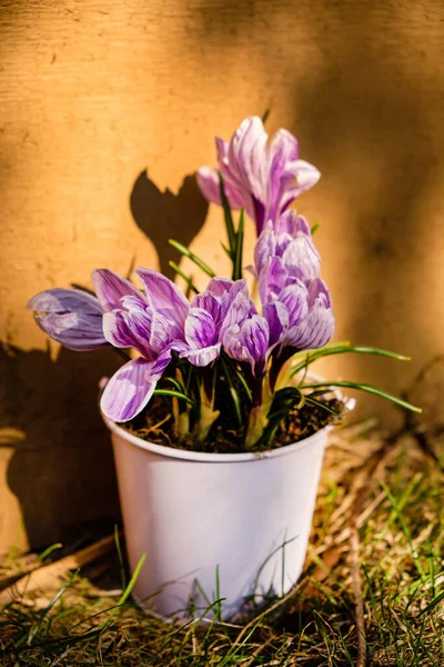 Fresh Crocus Pot — стоковое фото