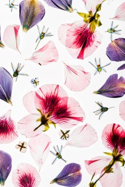 Beyaz arkaplanda çiçekler