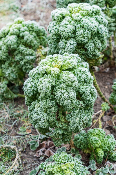 정원에 얼어붙은 양배추 — 스톡 사진