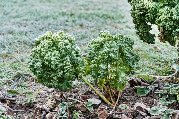 Cavolo Verza Glassato Giardino — Foto Stock