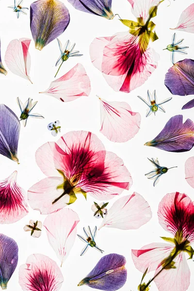 Beyaz arkaplanda çiçekler