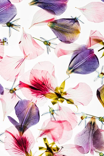 Flowers White Background — Stock Photo, Image