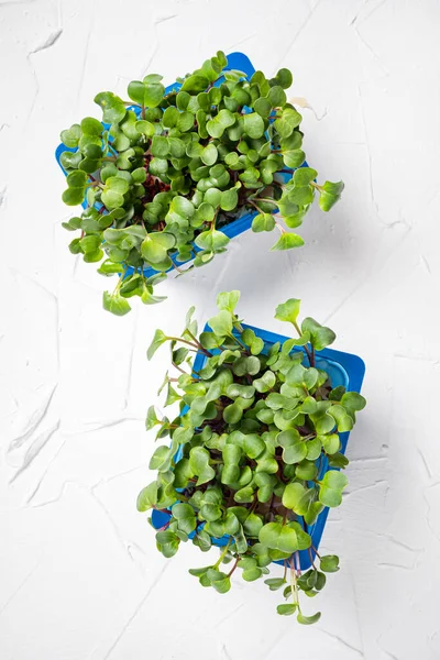 Growing Microgreens White Background — Stock Photo, Image