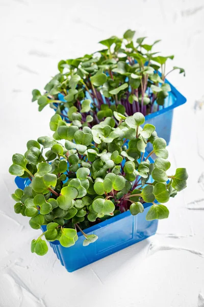 Growing Microgreens White Background — Stock Photo, Image