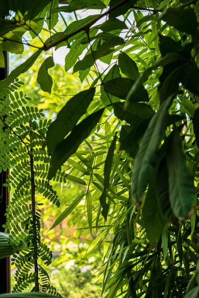 Екзотичні Рослини Теплиці — стокове фото
