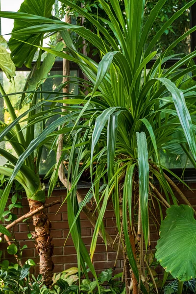 温室のエキゾチックな植物 — ストック写真