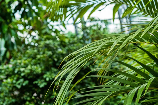 Sera Içinde Egzotik Bitkiler — Stok fotoğraf