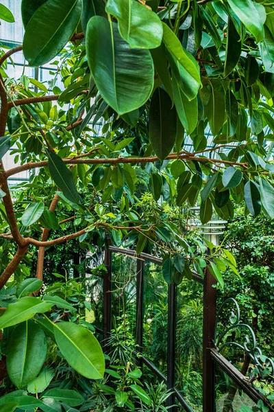 Plantas Exóticas Estufa — Fotografia de Stock