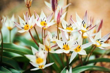 Bahar bahçesinde laleler