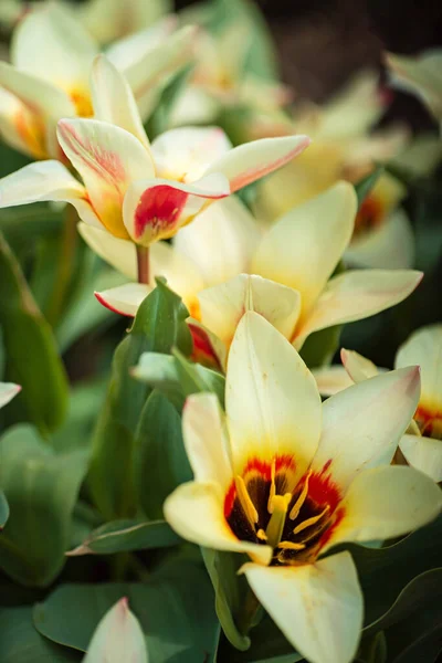 Tulpen Voorjaarstuin — Stockfoto