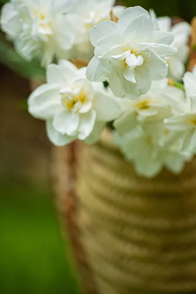 Buket Indah Bunga Bakung Dan Narsis — Stok Foto