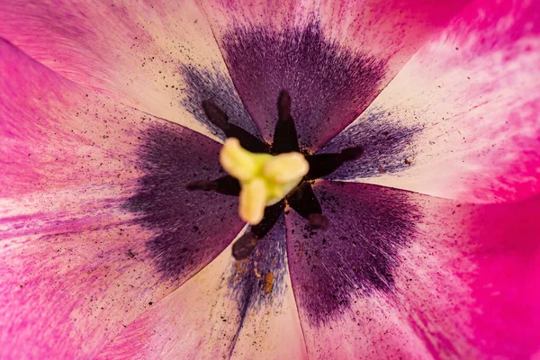 Eine Nahaufnahme Von Schönen Rosa Tulpen — Stockfoto