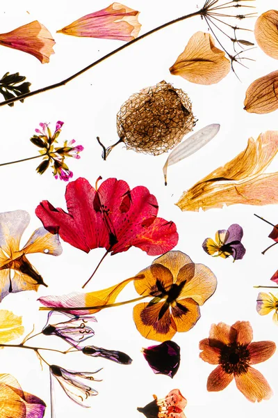 Blommor Och Kronblad Den Vita Bakgrunden — Stockfoto