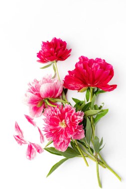 Beyaz arka planda şakayık