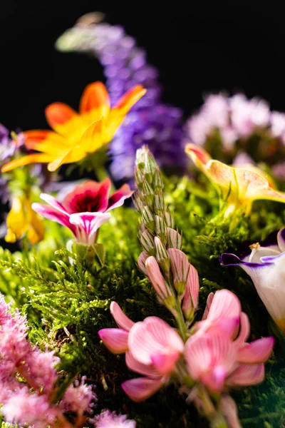 Čerstvé Květiny Černém Pozadí — Stock fotografie