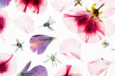 Beyaz arkaplanda çiçekler