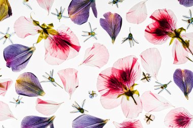 Beyaz arkaplanda çiçekler