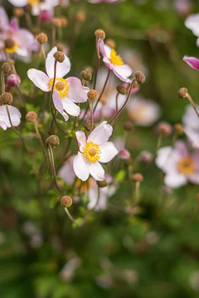 庭の花は日本のアネモネ — ストック写真