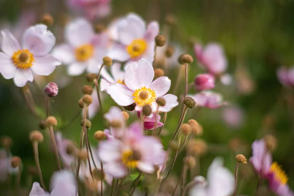 Japanese Anemone Flowers Garden — Stock Photo, Image