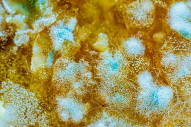  Doğal organik meyve kalıbı.