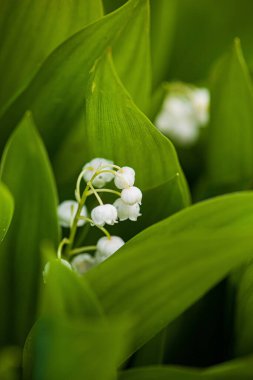 Ormanda güzel çiçekler 