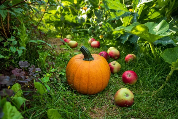 Organic Pumpkin Apples Garden — Stock Photo, Image