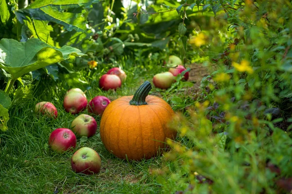 Organic Pumpkin Apples Garden — Stock Photo, Image