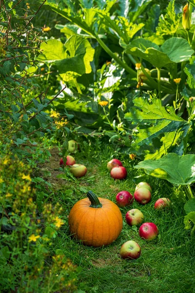 Organic Pumpkin Apples Garden — Stock Photo, Image