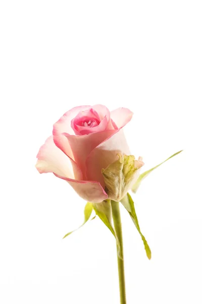 Beautiful rose — Stock Photo, Image