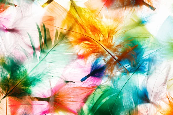 Красочные перья — стоковое фото